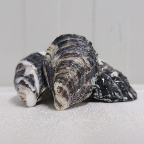 FROZEN OYSTER — STS Grocer