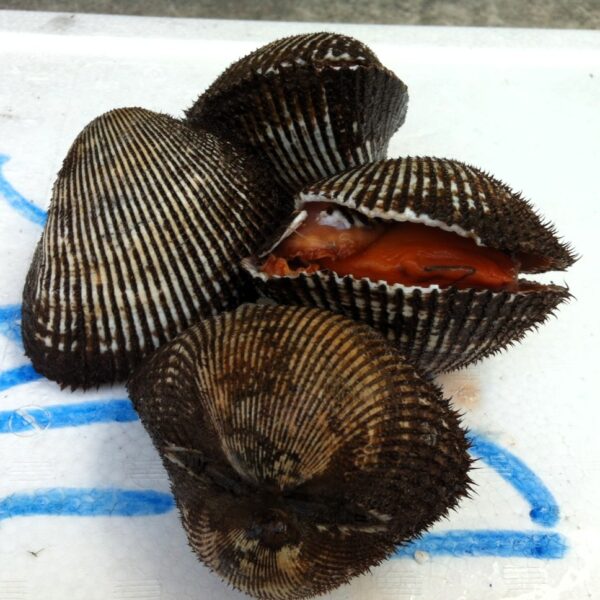 AKAGAI (ARK SHELL) (PER KG) — STS Grocer